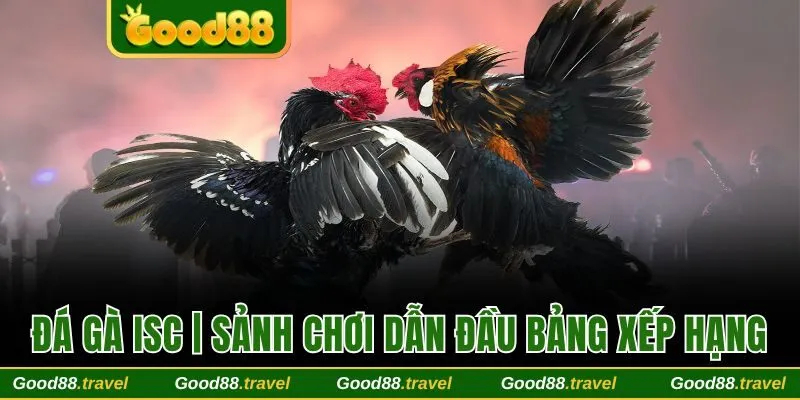 Đá gà ISC
