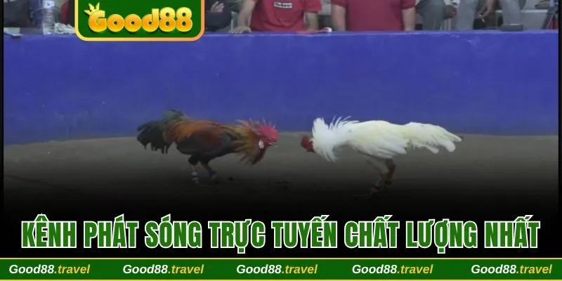 Kênh phát sóng trực tuyến được đầu tư chất lượng 